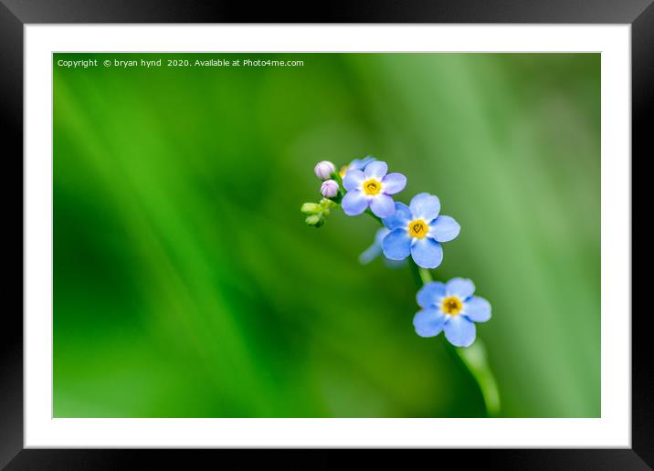 Forget Me Not Framed Mounted Print by bryan hynd