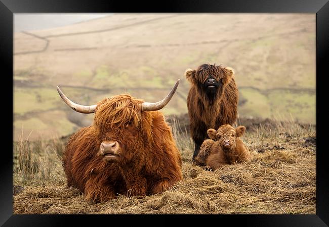Red Highland Cattle Framed Print by Steve Jackson