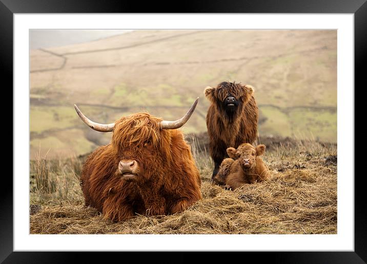 Red Highland Cattle Framed Mounted Print by Steve Jackson