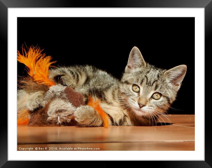                       Cute Kitten Framed Mounted Print by Bex R