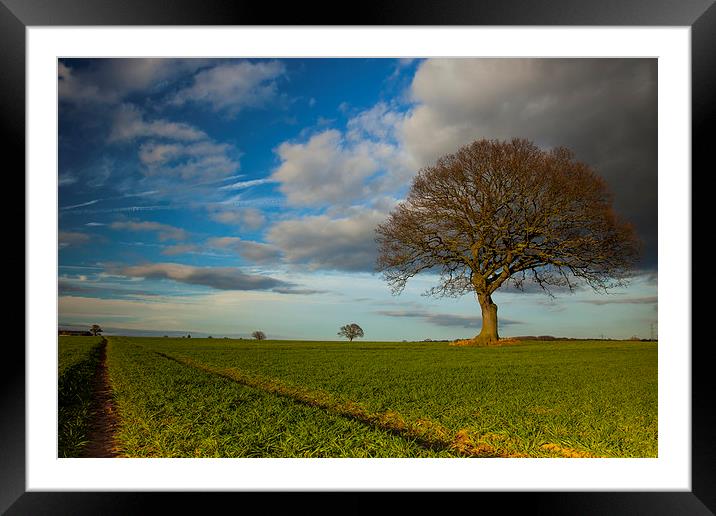 The Old Oak Framed Mounted Print by Dan Kemsley