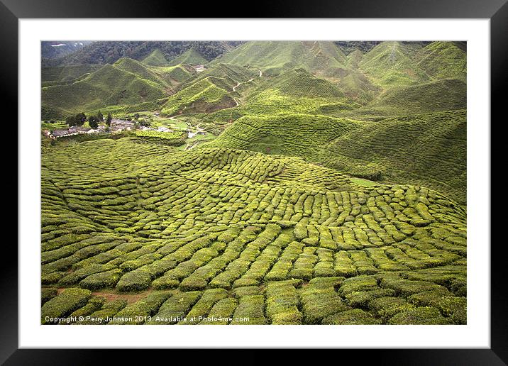 Tea Plantation Framed Mounted Print by Perry Johnson