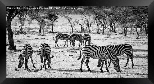 Zebra  Framed Print by Perry Johnson