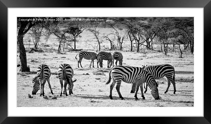 Zebra  Framed Mounted Print by Perry Johnson