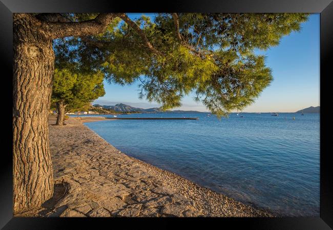 The Pine Walk, Puerto Pollensa Framed Print by Perry Johnson