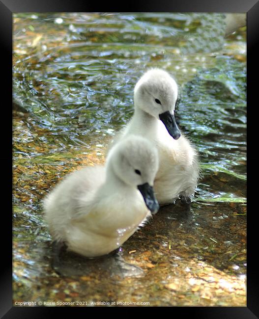 Two young swan cygnets Framed Print by Rosie Spooner