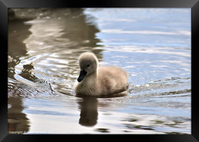 Young cygnet just a few days old Framed Print by Rosie Spooner