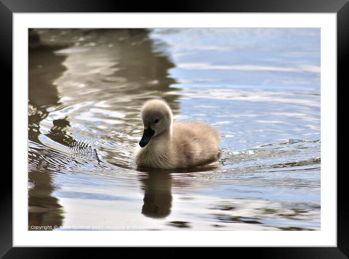 Young cygnet just a few days old Framed Mounted Print by Rosie Spooner