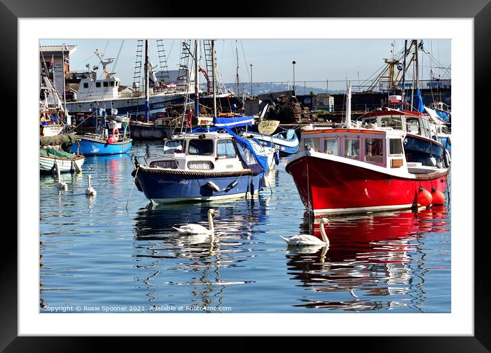 Boats and swans at Brixham Harbour Framed Mounted Print by Rosie Spooner