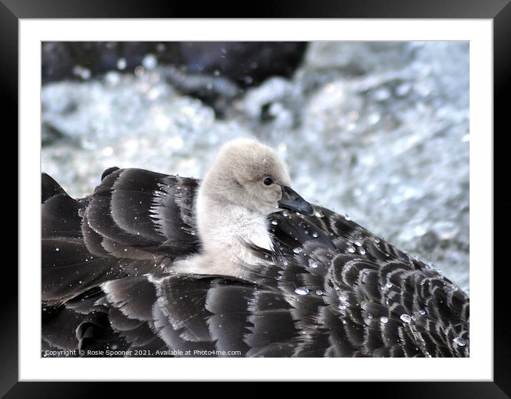 Taking a ride on Mum Framed Mounted Print by Rosie Spooner