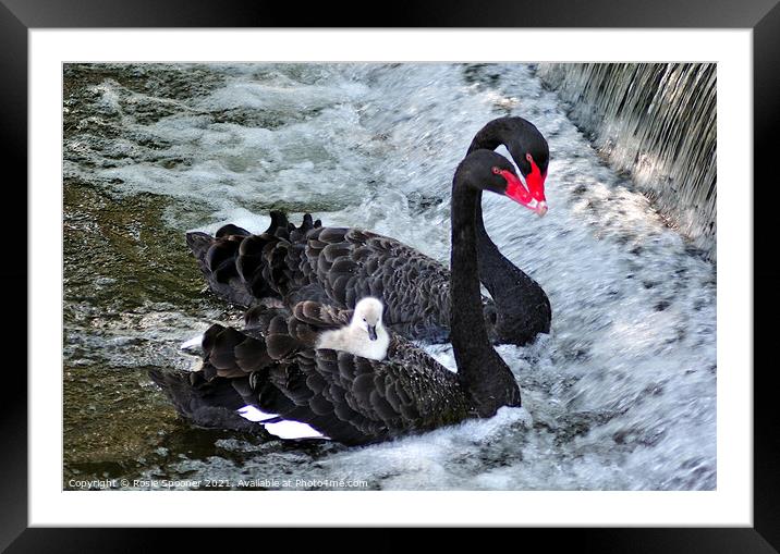 Black Swans and a cygnet taking a ride Framed Mounted Print by Rosie Spooner