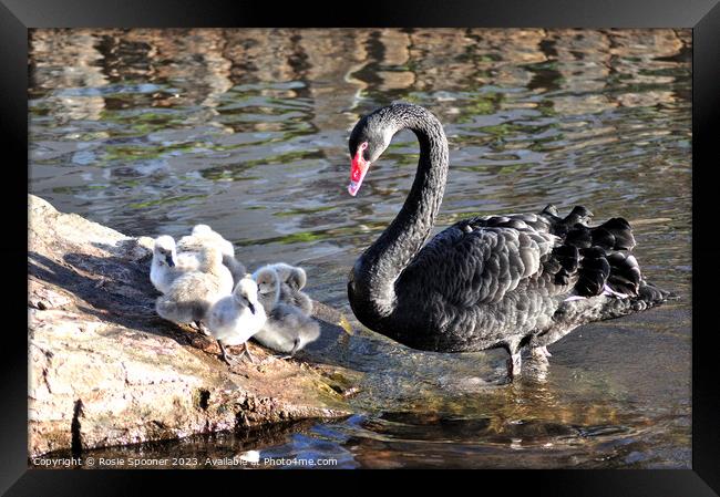 Mother Black Swan with cygnets Framed Print by Rosie Spooner