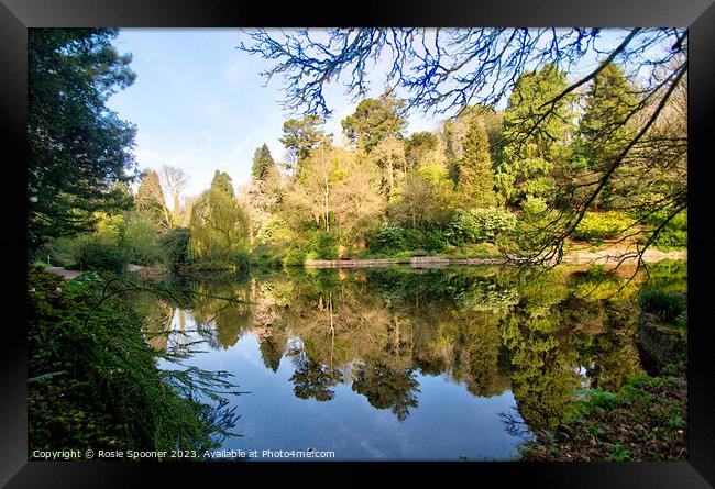 Reflections at Cockington Torquay Framed Print by Rosie Spooner
