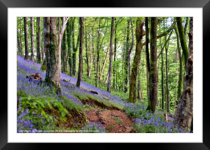 Bluebells woods near Looe Framed Mounted Print by Rosie Spooner