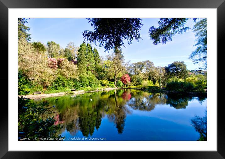 Cockington Lakes in Torquay Framed Mounted Print by Rosie Spooner