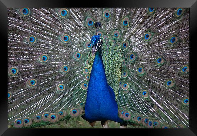 Peacock Beauty Framed Print by Rosie Spooner