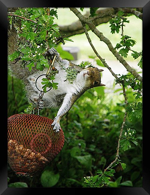 Acrobatic Squirrel Framed Print by Rosie Spooner