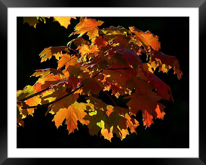 Autumn Light Framed Mounted Print by Rosie Spooner