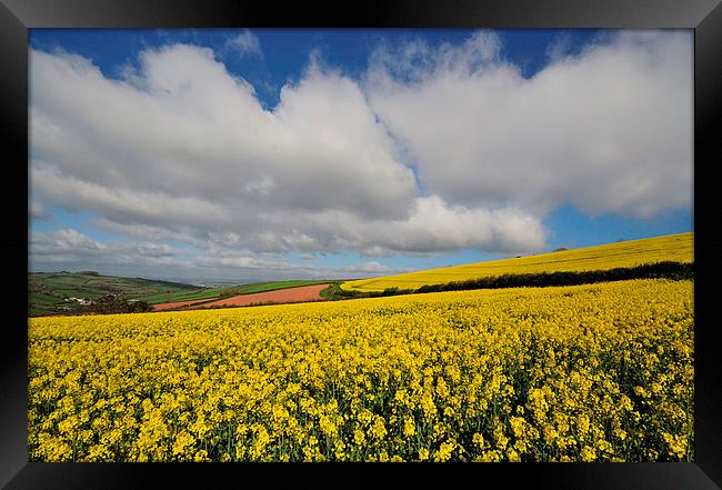 Rapeseed field near Shaldon Devon Framed Print by Rosie Spooner
