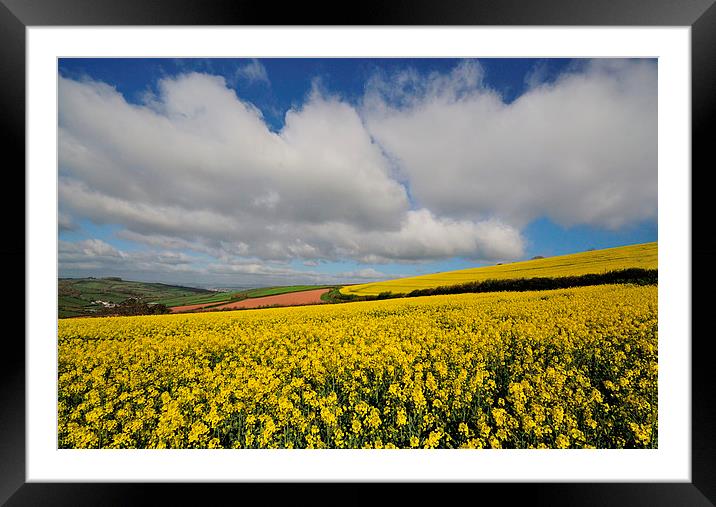 Rapeseed field near Shaldon Devon Framed Mounted Print by Rosie Spooner