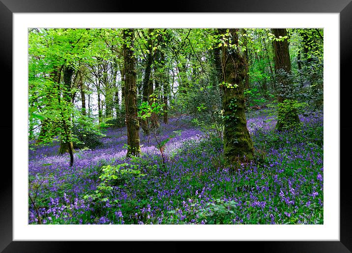 Bluebells Woods near Denbury Devon Framed Mounted Print by Rosie Spooner