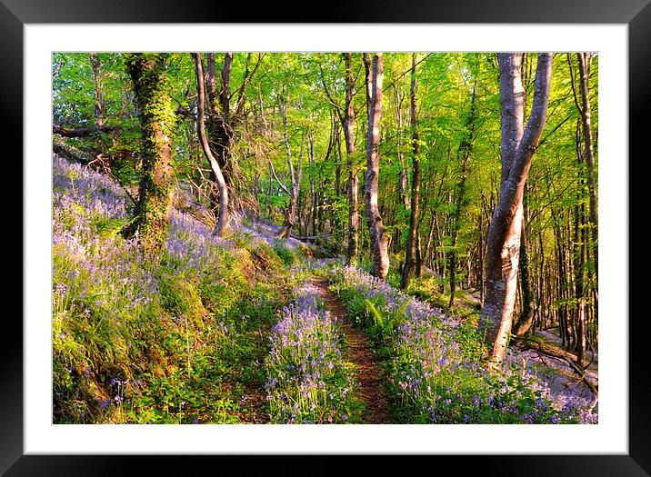 Path through the Bluebell Woods Framed Mounted Print by Rosie Spooner