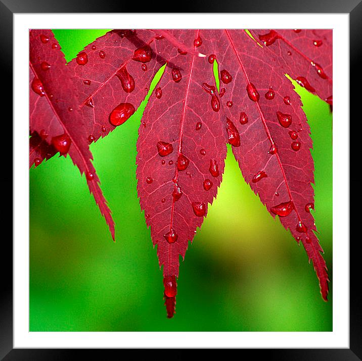 Raindrops on Red Acer leaves Framed Mounted Print by Rosie Spooner