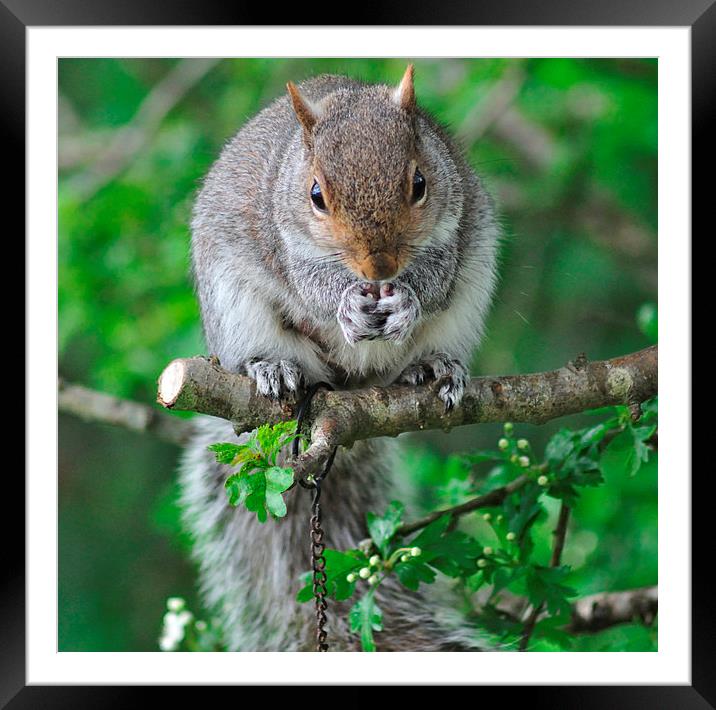 Squirrel enjoying nuts on the bird feeder Framed Mounted Print by Rosie Spooner