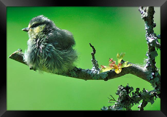 Young Blue tit after a bath Framed Print by Rosie Spooner