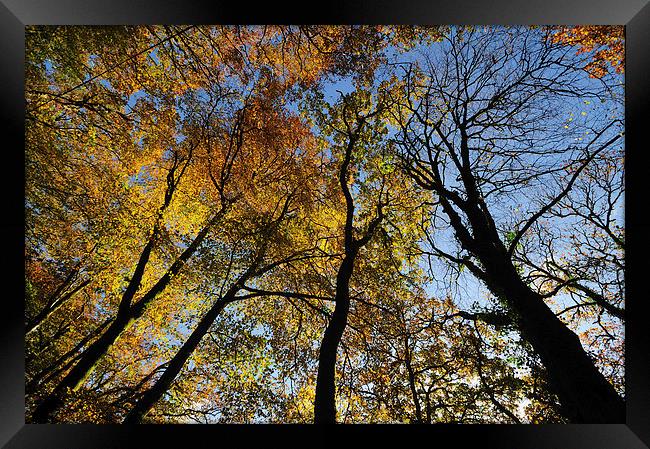  Looking up at Autumm Trees Framed Print by Rosie Spooner