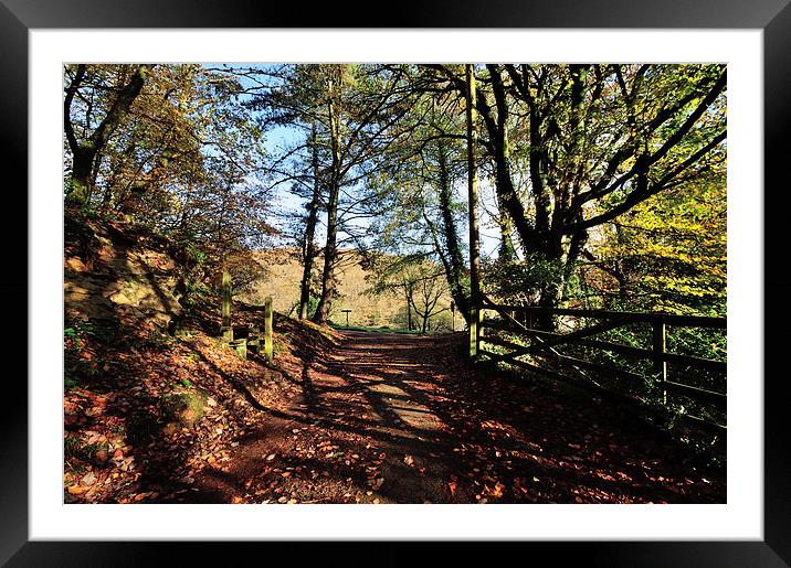  Autumn at Kilminorth Woods Looe Cornwall  Framed Mounted Print by Rosie Spooner