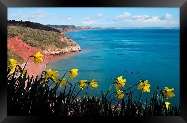  Turquoise sea and daffodils at Babbacombe Torquay Framed Print by Rosie Spooner