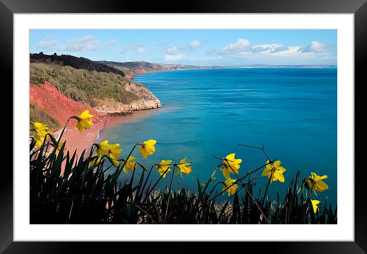 Turquoise sea and daffodils at Babbacombe Torquay Framed Mounted Print by Rosie Spooner