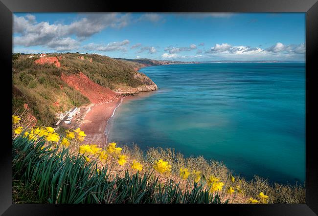  Daffodils on Babbacombe Downs Torquay Framed Print by Rosie Spooner