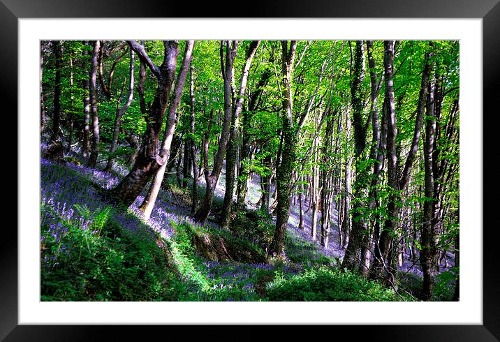  Bluebell Woods at Duloe near Looe in Cornwall Framed Mounted Print by Rosie Spooner