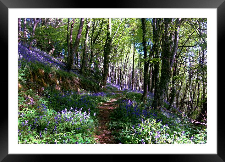  Pathway through the Bluebell Woods Framed Mounted Print by Rosie Spooner