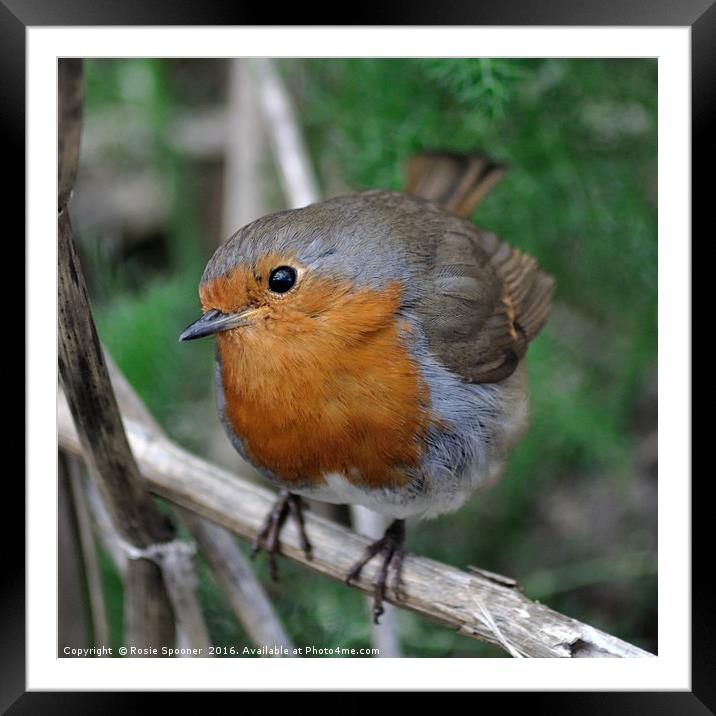 Robin Redbreast with a beady eye Framed Mounted Print by Rosie Spooner