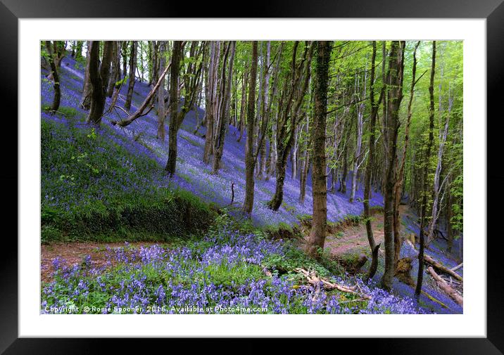 Path through the bluebell wood Framed Mounted Print by Rosie Spooner