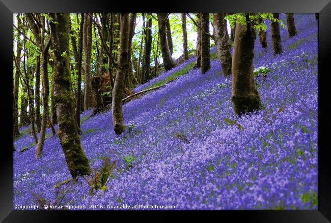 Bluebells on a hill Framed Print by Rosie Spooner