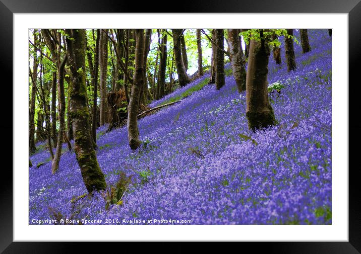 Bluebells on a hill Framed Mounted Print by Rosie Spooner