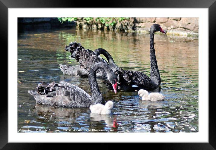 Black Swans and four day old cygnets at Dawlish Framed Mounted Print by Rosie Spooner