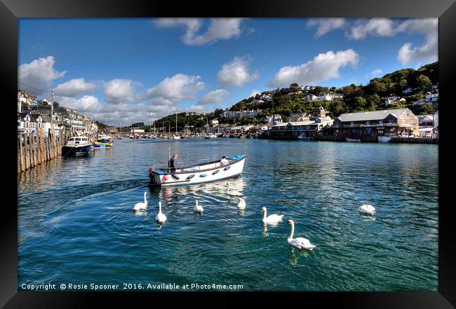 Swans follow the ferryman on the River Looe Framed Print by Rosie Spooner