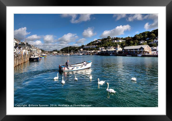 Swans follow the ferryman on the River Looe Framed Mounted Print by Rosie Spooner