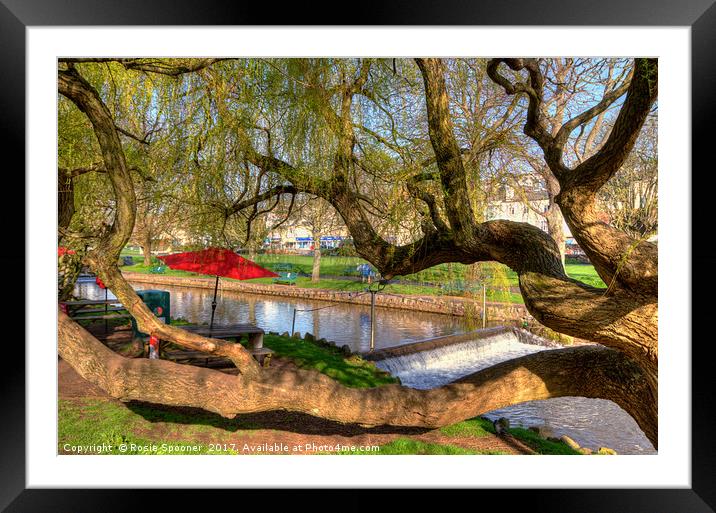 Twisted tree by Dawlish brook early morning Framed Mounted Print by Rosie Spooner