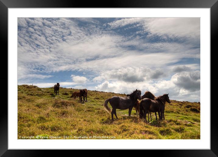 Ponies on Dartmoor Framed Mounted Print by Rosie Spooner