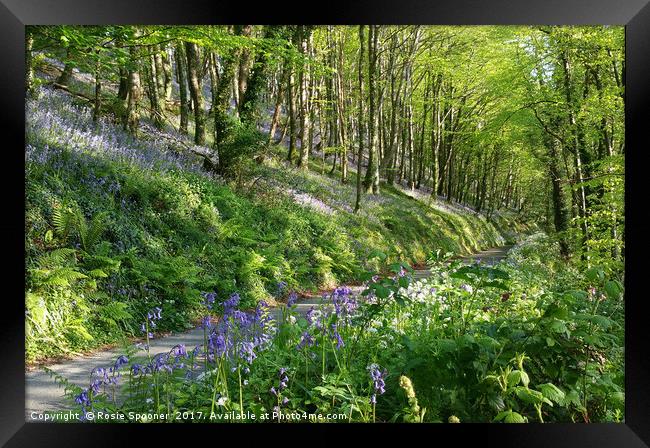 Road through the Bluebell Wood Framed Print by Rosie Spooner