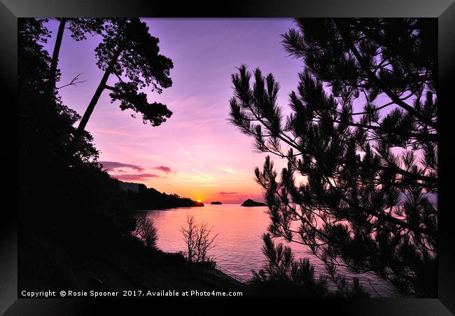 Sunrise at Meadfoot Beach  though  the fir trees Framed Print by Rosie Spooner
