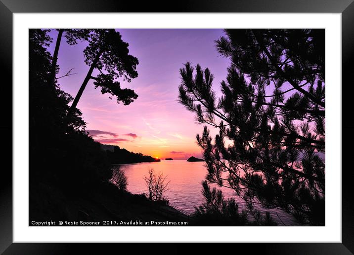 Sunrise at Meadfoot Beach  though  the fir trees Framed Mounted Print by Rosie Spooner