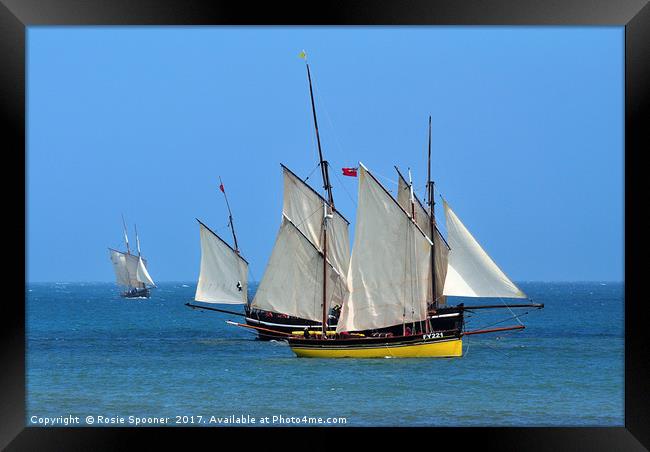 Luggers racing at Looe in South East Cornwall Framed Print by Rosie Spooner