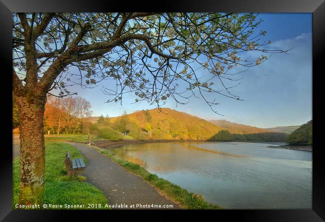 Early morning sunlight by the West Looe River Framed Print by Rosie Spooner